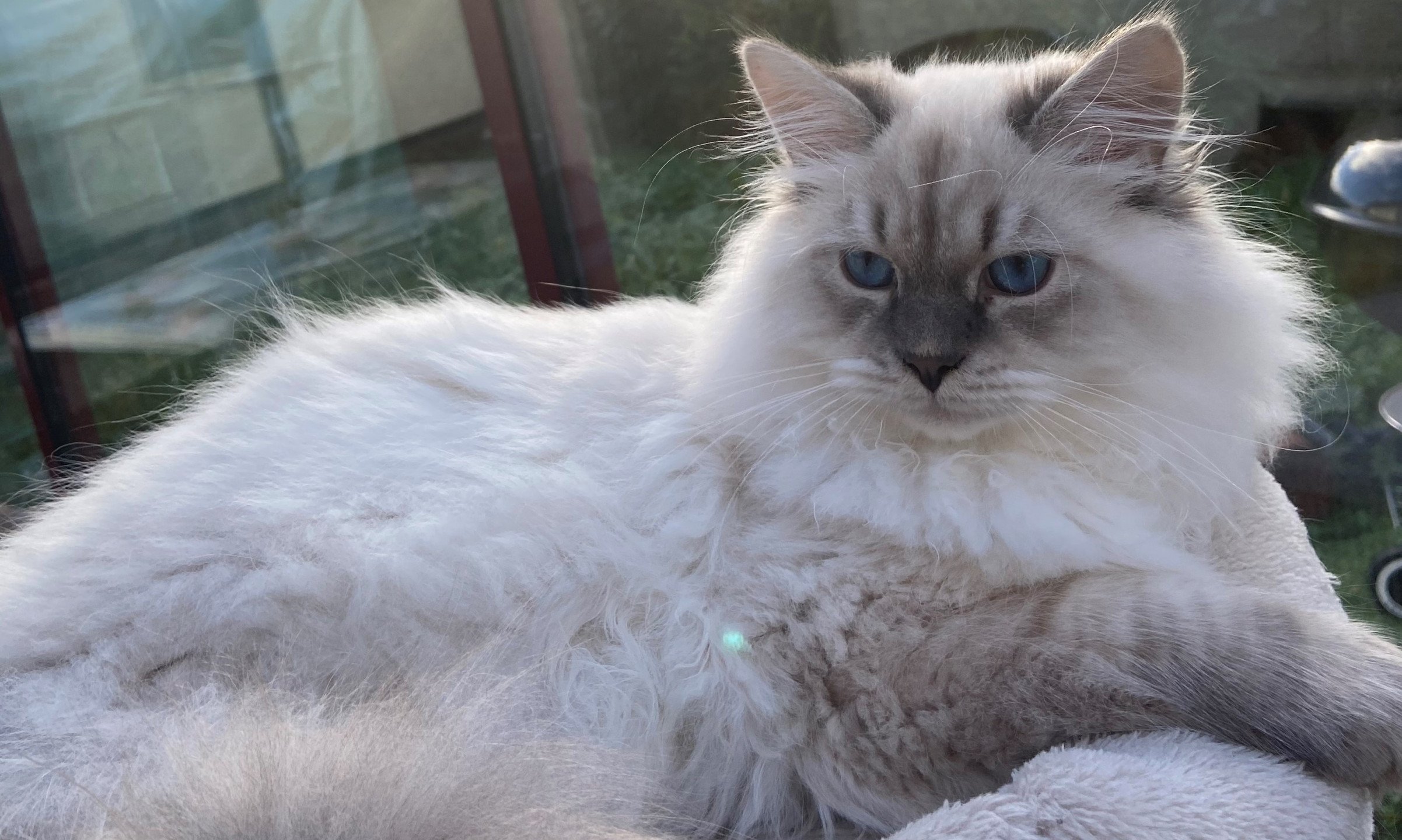 chat Sibérien blue tabby point WILLIAM Chatterie du Joyau Sibérien