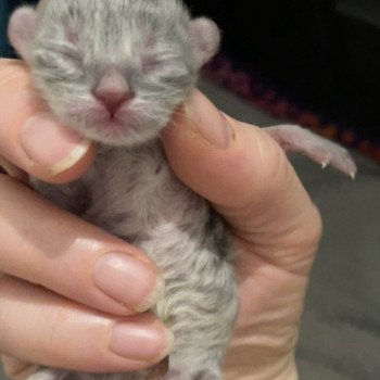 chaton Sibérien Chatterie du Joyau Sibérien