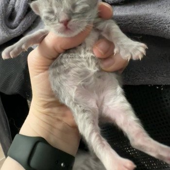 chaton Sibérien Victoire Chatterie du Joyau Sibérien