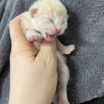 chaton Sibérien Vador Chatterie du Joyau Sibérien