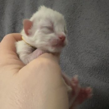 chaton Sibérien Chatterie du Joyau Sibérien