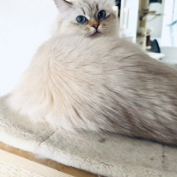 chat Sibérien ANASTASIA Chatterie du Joyau Sibérien