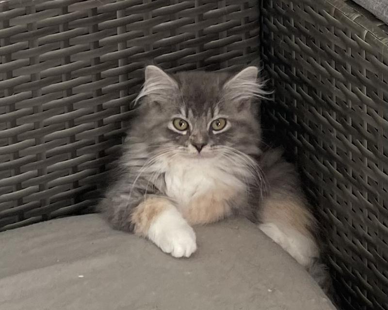 BELLE Femelle Sibérien