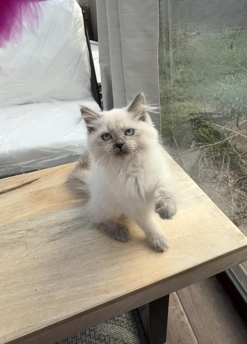 BONNY Femelle Sibérien