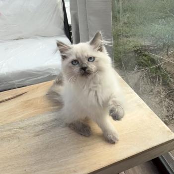 chaton Sibérien blue point BONNY Chatterie du Joyau Sibérien