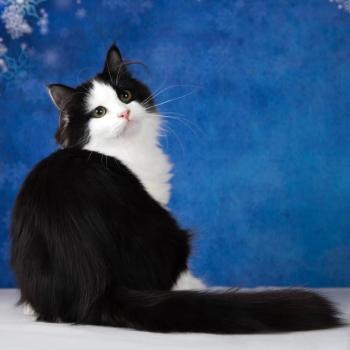 chat Sibérien black bicolor SHERRI Chatterie du Joyau Sibérien