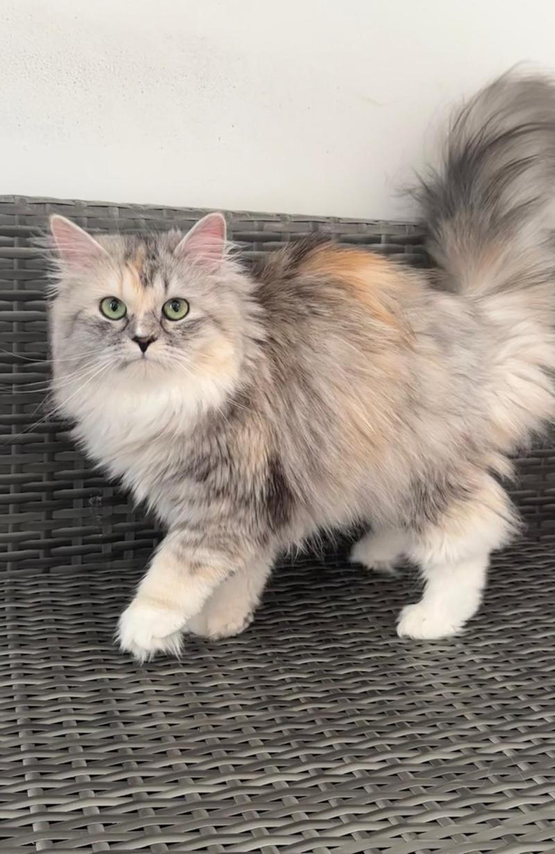 WENDY Femelle Sibérien