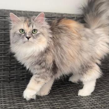 chaton Sibérien brown tabby WENDY Chatterie du Joyau Sibérien