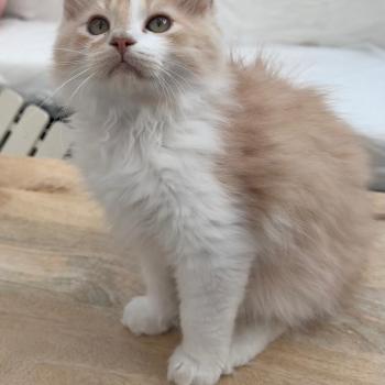 BORIS
